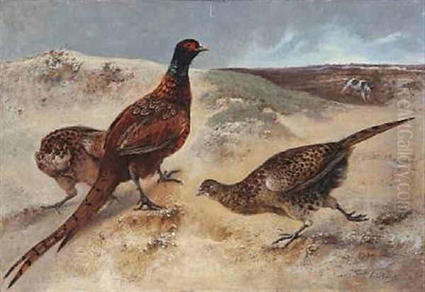 Heathland With Pheasants Who Discover A Hunting Dog - view 1