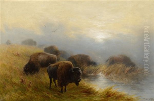 Grazing Buffalo - view 1