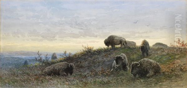 Buffalo - view 1