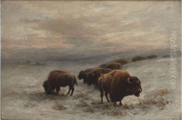 Bison Foraging In Winter - view 1