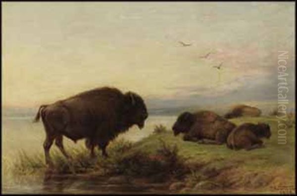 Buffalo Grazing - view 1