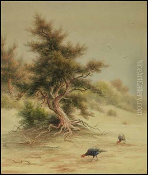 Wild Turkeys Beneath A Tree - view 1