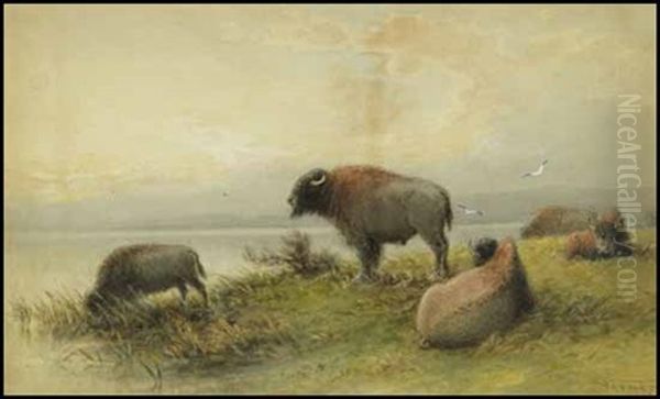 Bison - Evening - view 1