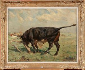 Taureau Noir Au Pre