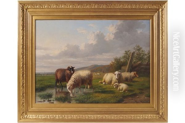 Sheep Grazing - view 1