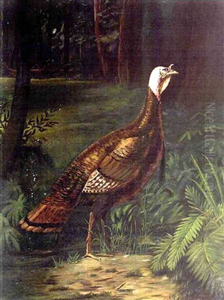 Turkey In The Woods - view 1