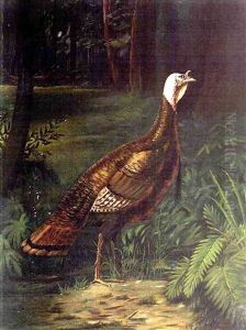 Turkey In The Woods Turkey In The Woods