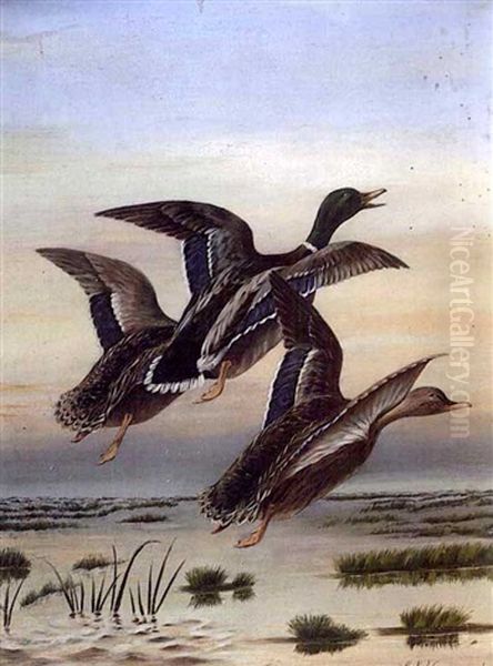 Three Mallard Ducks In Flight - view 1