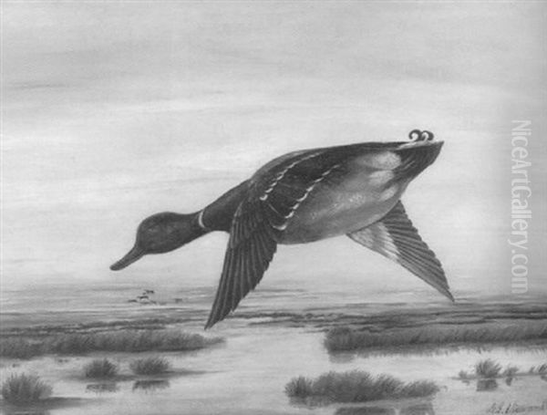 Mallard In Flight At Dawn - view 1