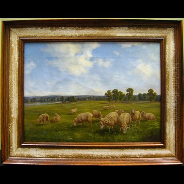 Grazing Sheep - view 1