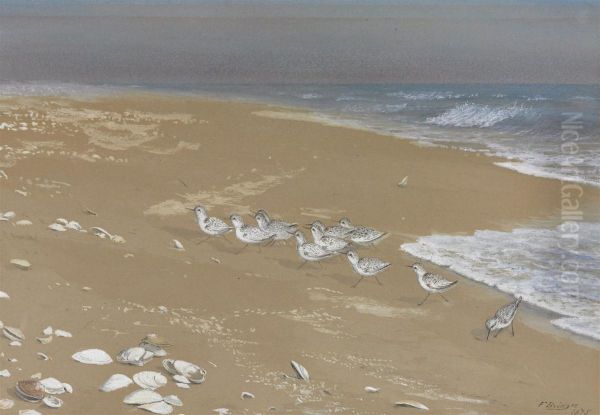 Sandpipers On A Beach - view 1