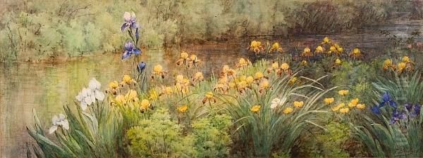 Irises Along The River - view 1