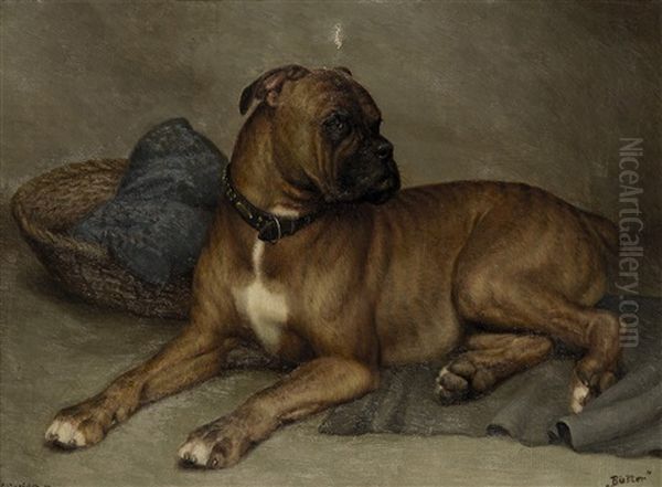 "buster" (ein Boxer) - view 1