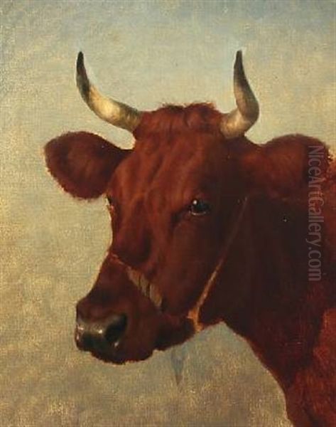 Portrait Of A Reddish Cow - view 1