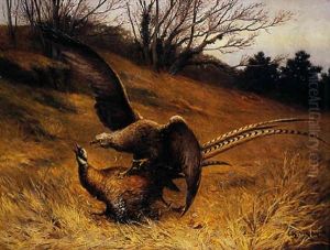 Le Rapace Et Le Faisan Le Rapace Et Le Faisan