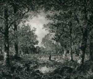 In The Woods In The Woods