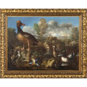 Uccelli Acquatici