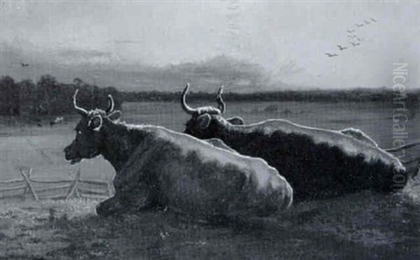 Cattle Resting - view 1