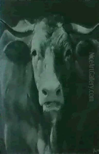 A Study Of An Ox - view 1