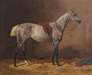 Saddled Racehorse In The Stable