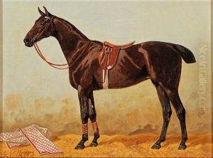 Bay In The Stable With Saddlecloth Bay In The Stable With Saddlecloth