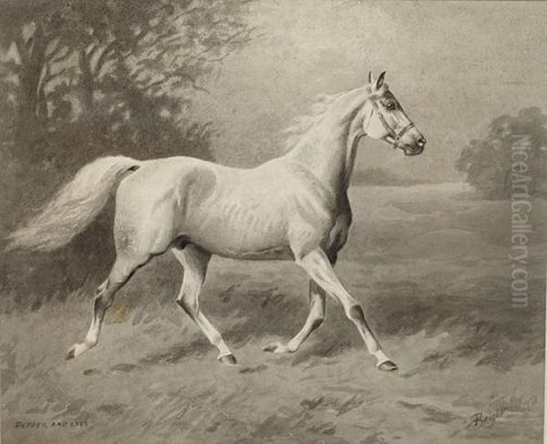 "pepper And Salt", A Grey Stallion - view 1