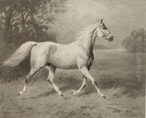 "pepper And Salt", A Grey Stallion by Alfred Bright