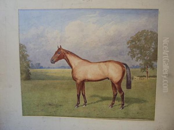 'grakle' - A Racehorse In A Paddock - view 1