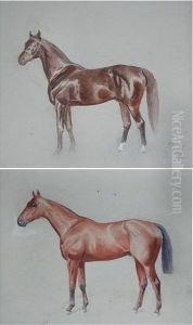 Studies Of Horses