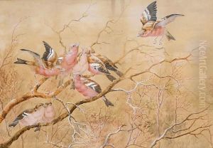 Chaffinches by Harry Bright