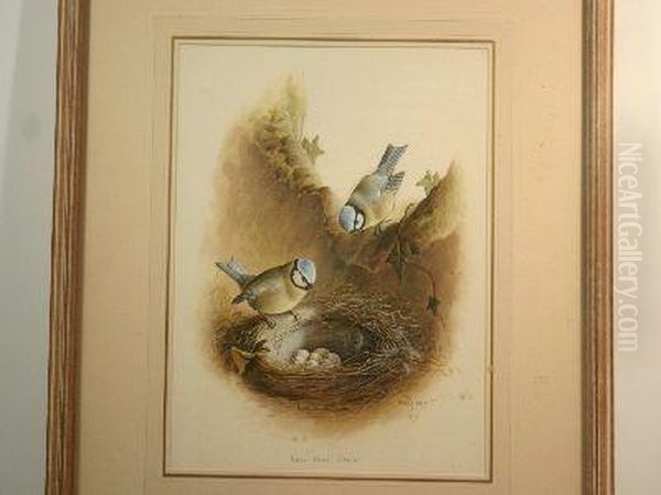 Two Blue Tits At Their Nest - view 1