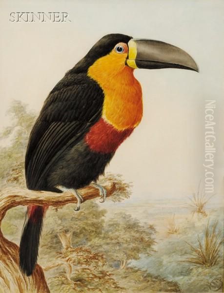 Toucan - view 1