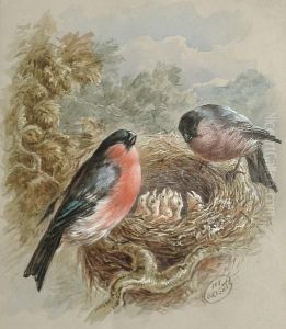 A Pair Of Bullfinches At A Nest