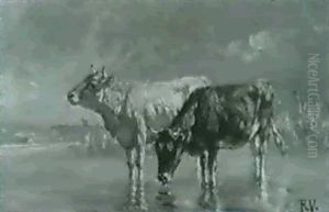 Zwei Kuhe An Der Tranke Im Seichten Uferwasser Eines Sees