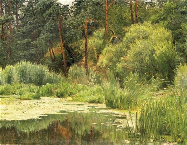 Dicht Bewachsene Uferpartie Eines Markischen Waldsees - view 1