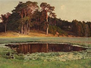 Pines At The Lily Pond