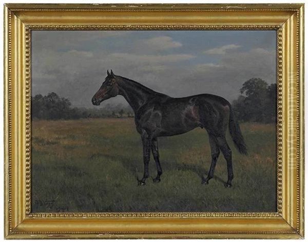 Bay Horse In A Field - view 1