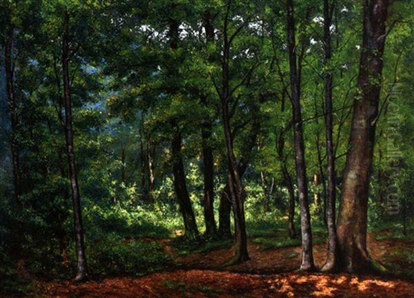 Waldlandschaft Mit Sonnigem Lichteinfall - view 1