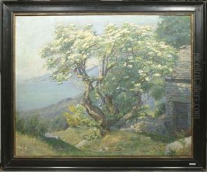 Landschaft Im Tessin Mit Baum