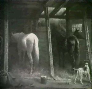 Stable Interior by James Walker