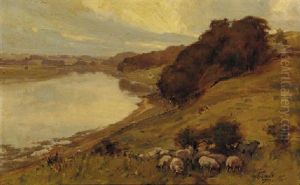Sheep On A Hillside Above The River Tweed Sheep On A Hillside Above The River Tweed
