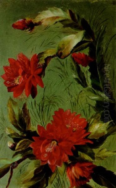 Christmas Cactus - view 1