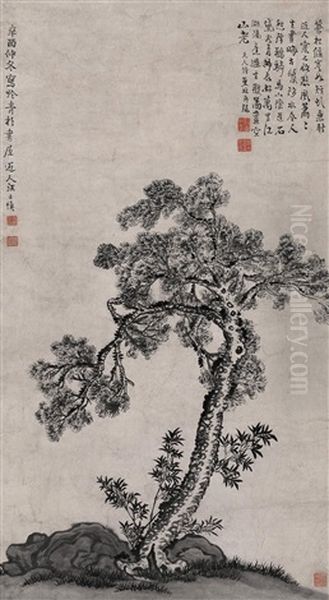 Pine - view 1