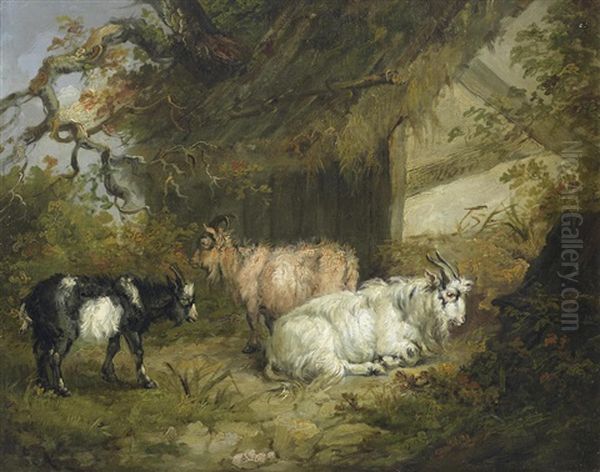 Goats By A Barn - view 1