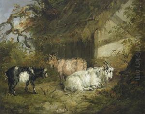 Goats By A Barn