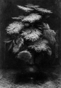 Elderberry Blossom Elderberry Blossom