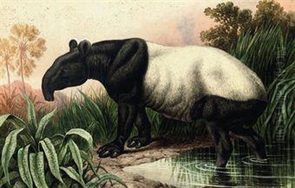 Malayan Tapir - view 1