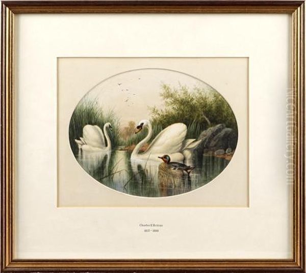 Two Swans And A Duck Among Rushes - view 1