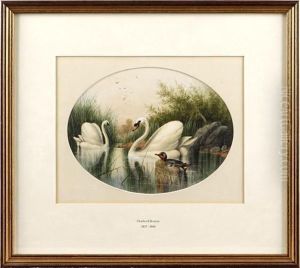 Two Swans And A Duck Among Rushes by Charles Edward Snr Brittan