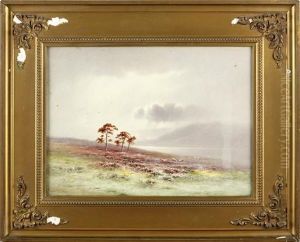Sheep Grazing In A Misty Landscape, Lochrannoch